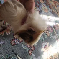 خوکچه هندی به فروش می‌رسد