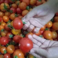 گوجه ریز گیلاسی ترش