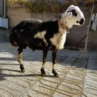 بره قوچ لخت پوست گاوی|حیوانات مزرعه|بروجرد, |دیوار