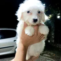 واگذاری سگ پشمالو ۲ عدد ق مت۵|سگ|کوچصفهان, |دیوار