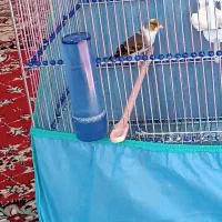 سهره قناری ابلغ|پرنده|کامیاران, |دیوار