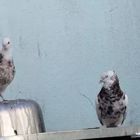 طوقی|پرنده|بم, |دیوار