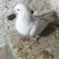 تهرانی نر|پرنده|همدان, |دیوار