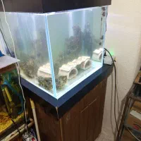 آکواریوم آب شور|ماهی|اصفهان, شفق|دیوار