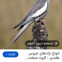 عروس هلندی