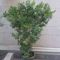 گل یاس هلندی