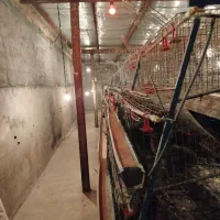 سالن پرورش مرغ تخمگذار|اجارهٔ دفتر صنعتی، کشاورزی، تجاری|فلاورجان, |دیوار