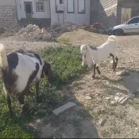 بز افغانی|حیوانات مزرعه|سیوان, |دیوار