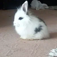 فروش خرگوش|موش و خرگوش|اصفهان, شاهد|دیوار