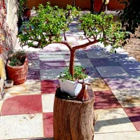 بنسای بونسای بن سای کراسولا خرفه جید مینیاتورری