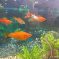 ماهی  آکواریوم