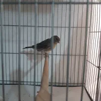 قناری ماده نگرو|پرنده|تهران, جیحون|دیوار