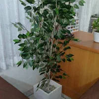 درختچه دست ساز|گل و گیاه طبیعی|تهران, سنگلج (شاپور)|دیوار