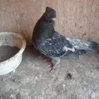فروش کبوتر سرور|پرنده|بابل, |دیوار
