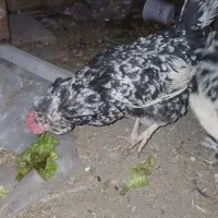 مرغ خروس گلین|حیوانات مزرعه|اصفهان, عمان سامانی|دیوار