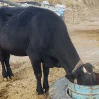 گاو سیمینتال اصیل