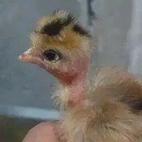 جوجه گلپایگانی و گردن لخت