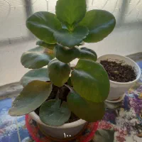 گل های طبیعی