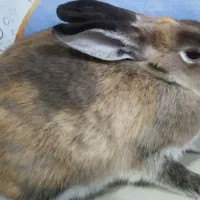 خرگوش ماده جرسی|موش و خرگوش|سراوان, |دیوار