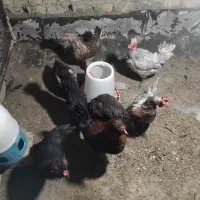 مرغ محلی|حیوانات مزرعه|شیراز, کوشک میدان|دیوار