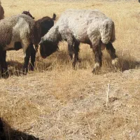 قوچ تهه|حیوانات مزرعه|ارسنجان, |دیوار