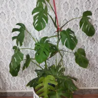 گل های طبیعی