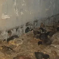 جوجه نیمچه گلین مرغ عربی