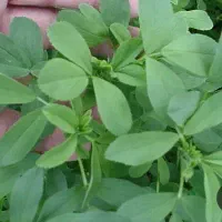 سبزی یونجه تمیز پاک کرده