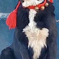 سگ لاس واگزاری