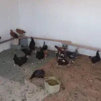 فروش   ۲۰عددمرغ وخروس