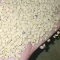 عدس ریز تازه روسی|خوردنی و آشامیدنی|رشت, پارک شهر|دیوار