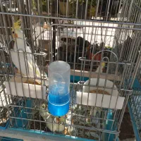 عروس هلندی|پرنده|صباشهر, |دیوار