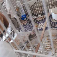 عروس هلندی|پرنده|شادگان, |دیوار