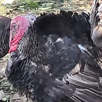 محصولات روستایی بوقلمون اردک  و...