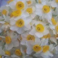 گل نرگس بهبهان