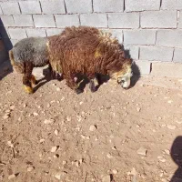 20 راس کهره ماده با چند عدد بره|حیوانات مزرعه|یاسوج, |دیوار