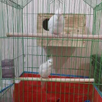 عروس هلندی|پرنده|بندرعباس, |دیوار