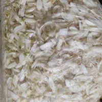 گل بهار نارنج  تمیز کرده