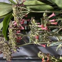 گل طبیعی اشک زلیخا