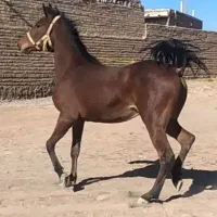 کره مادیون کرد آس و درجه یک