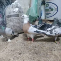 کفتر بهبونی