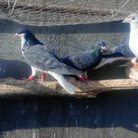 کبوتر رنگی|پرنده|دشتابی, |دیوار