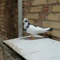 دورگ و رنگی|پرنده|شوشتر, |دیوار