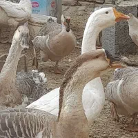 جوجه قوغاز، بوقلمون، اردک، خروس|حیوانات مزرعه|نیشابور, فضل|دیوار