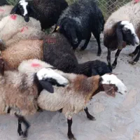 همه جور گوسفند زنده
