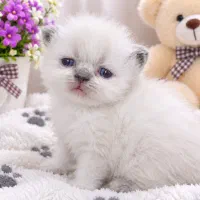 گربه اسکاتیش وپرشین اسکاتیش