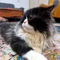 گربه پرشین نر|گربه|رشت, سلیمانداراب|دیوار