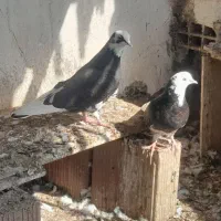 کبوتر شازده|پرنده|گرگان, |دیوار