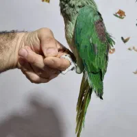جوجه شاه طوطی نرو ماده و جفت شاه طوطی مولد|پرنده|بهبهان, |دیوار