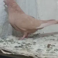 کبوتر|پرنده|شیراز, شهرک مهدیه|دیوار